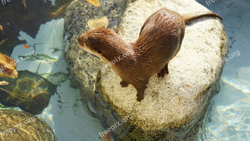 Otter Zoo Outdoor Animal Free Photos