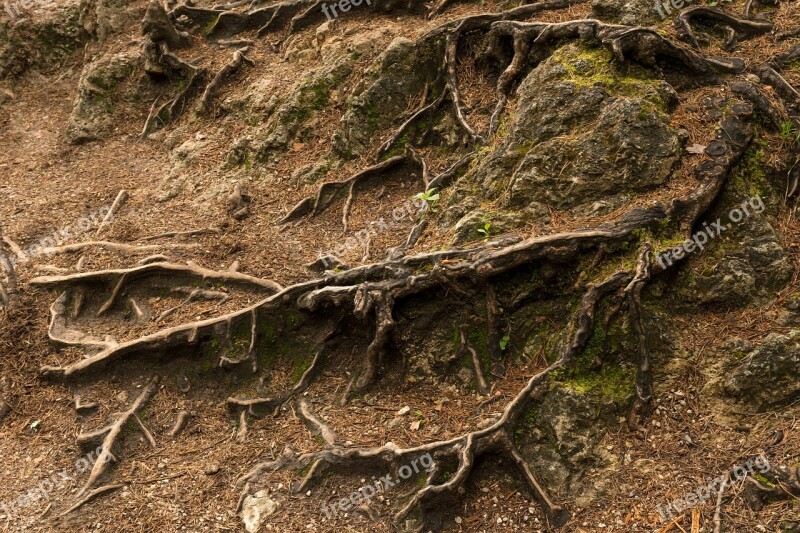 The Roots Of The Forest Structure Wood Nature