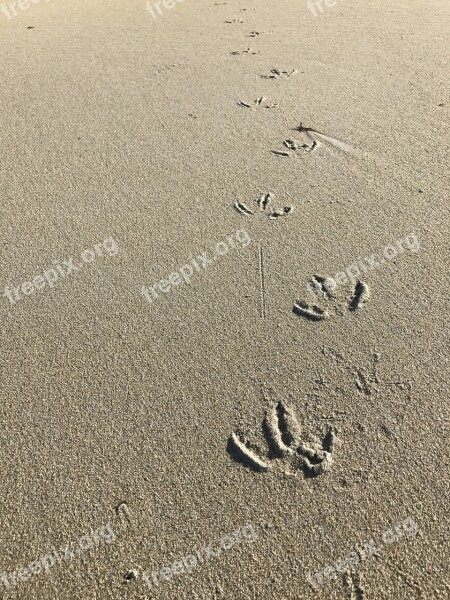 Sand Sea Borrows Bird Paw