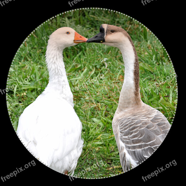 Geese Animals Poultry Isolated Nature