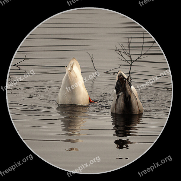 Ducks Diving Water Lake Water Bird