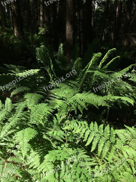 Ferns Forest Nature Plant Botanical