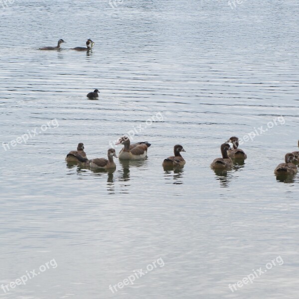 Ducks Water Water Bird Animal Waterfowl