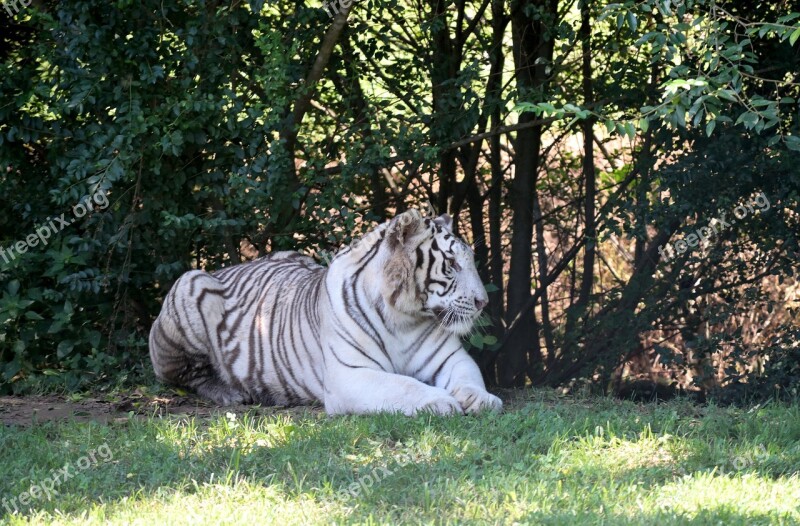 Siberian Tiger Wildlife Wild Animal Reserve Nature