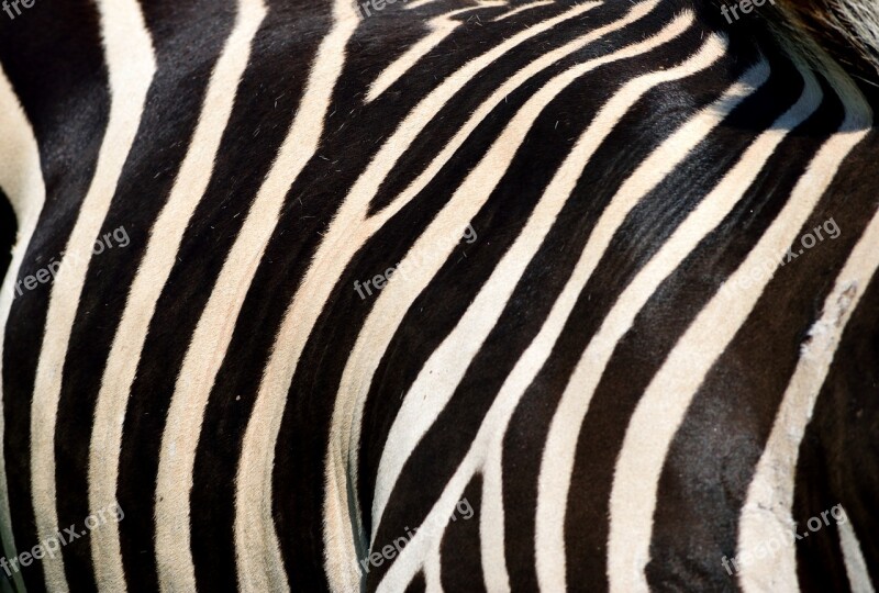 Zebra Animal Wildlife Black White