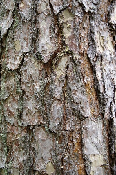 The Bark Tree Trunk Spruce Invoice