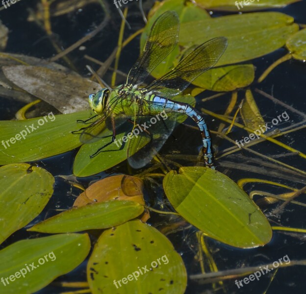 Dragonfly Emperor Wildlife Odonata Summer