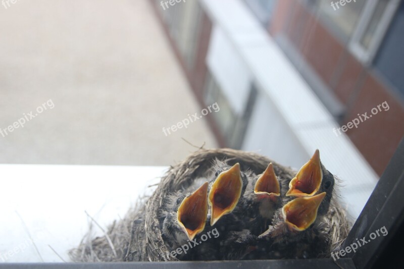 Bird Cub Nest Risers Feeding