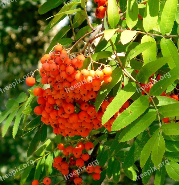 Rowan Fruits Tree Orange Free Photos