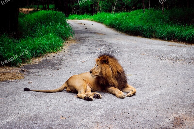 Lion Forest Road Nature Animal