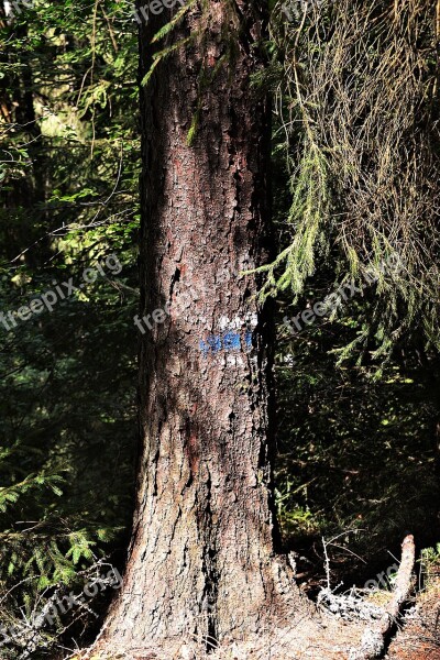 Tree Waymarks Mark Hiking Migratory Character