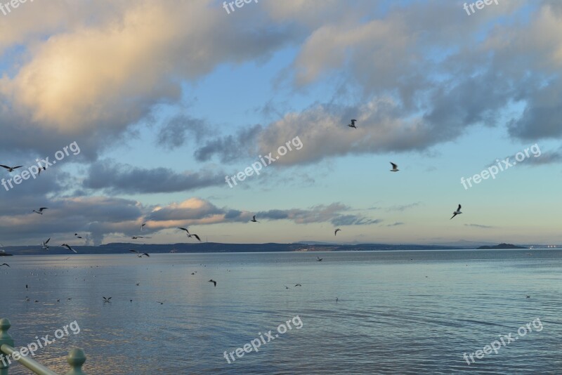 Beach Seagull New Landscape Flight