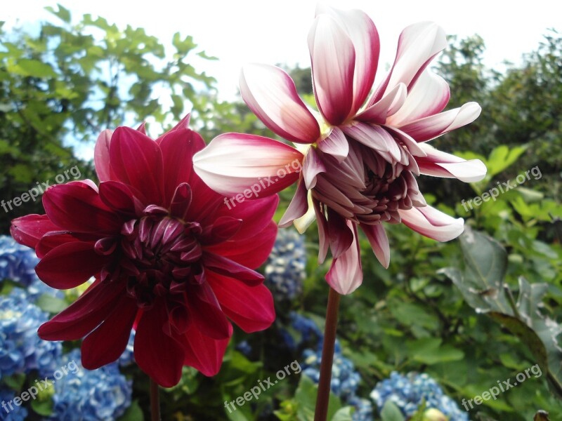 Flower Red Dahlia Spring Red Flower