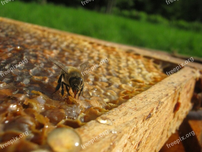 Bee Hive Wax Honey Beekeeping