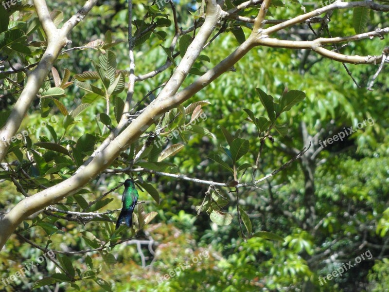 Hummingbird Forest Wildlife Birding Free Photos