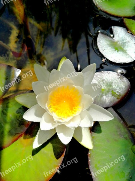 Water Lily Water Flowers Pond White