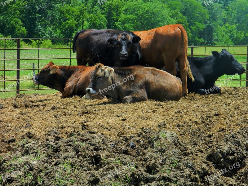 Group Of Heifers Calves Beef Cattle Cross Bred Calves Free Photos