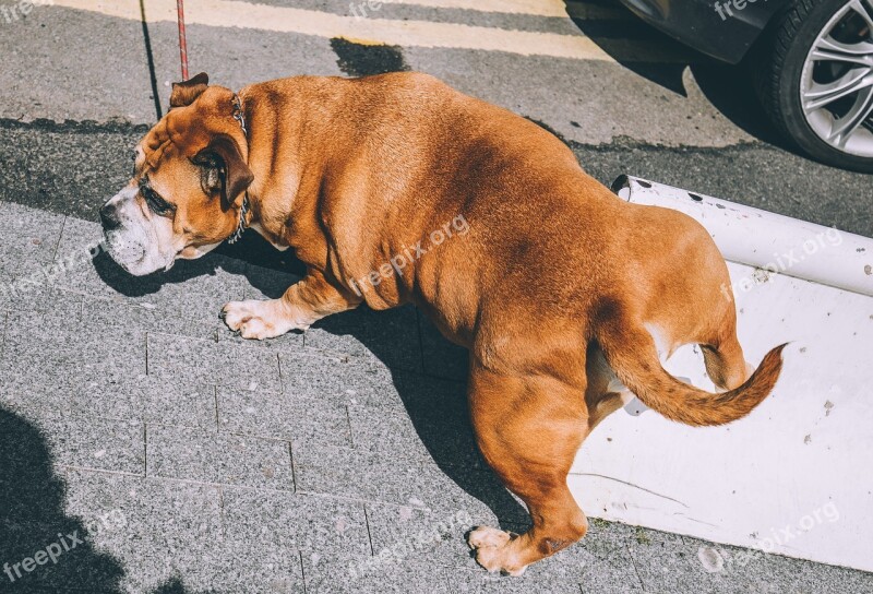 Dog Bulldog Animal Pet Adorable