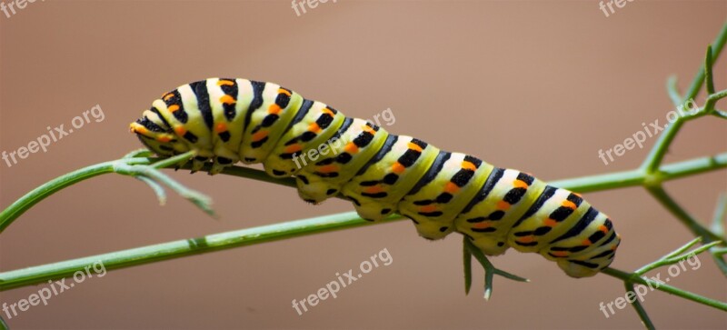 Worm Insect Caterpillar Leaf Green Caterpillar