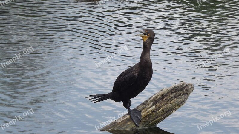 Birds Wild Water Bird Cormorant Black