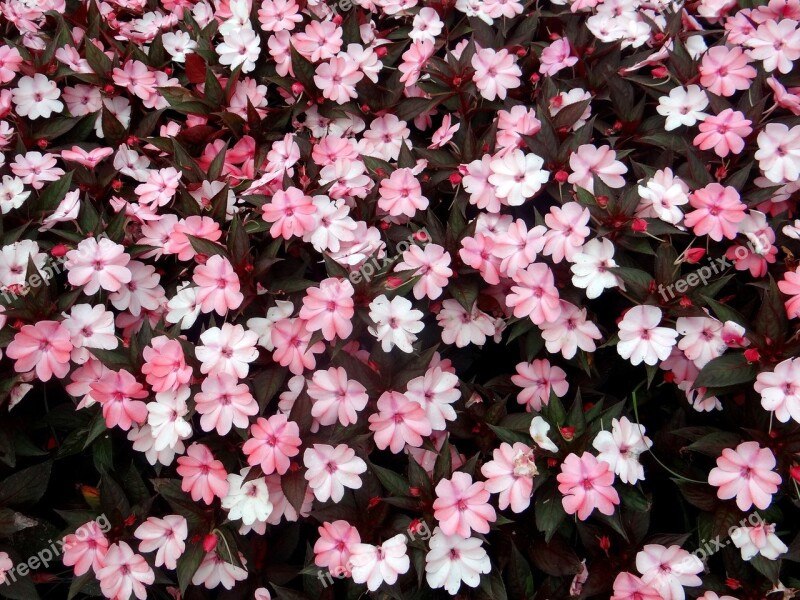 Flowers Flower Curitiba Plant Garden