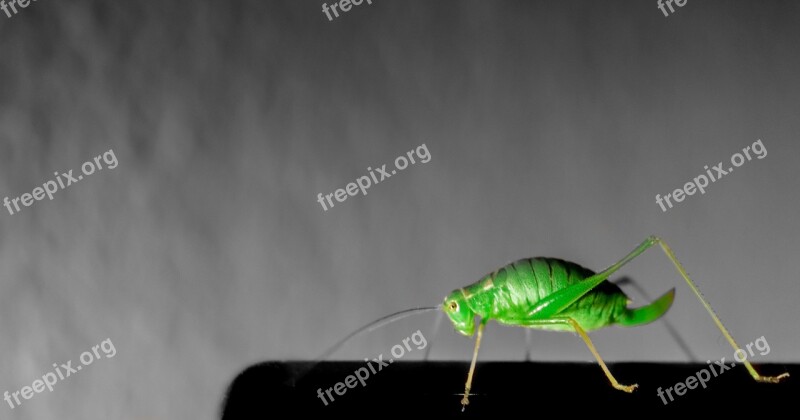 Grasshopper Insect Green Spot Color Free Photos