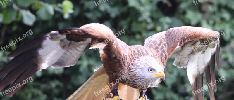 Wild Birds Nature Wildlife Feather Outdoors