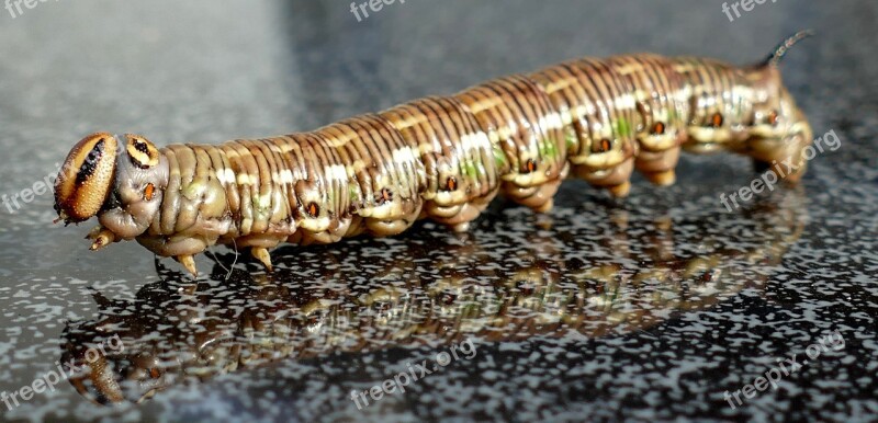 Winch Hawk Moth Caterpillar Sting Owls Free Photos