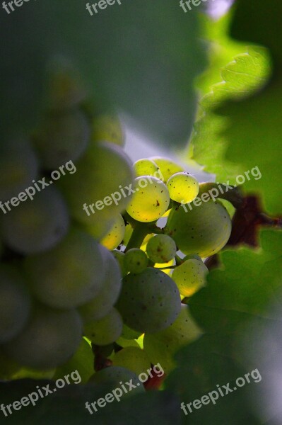 Grape Green Grapes Autumn Fruit Autumn Ripe Fruit