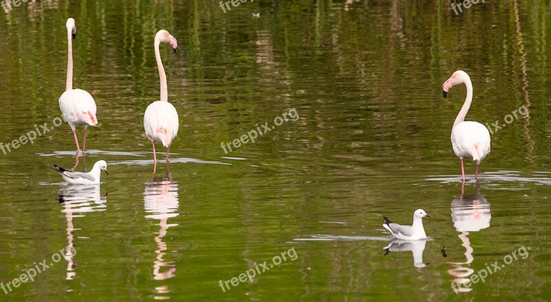 Flamingo Bird Nature Pink Wild