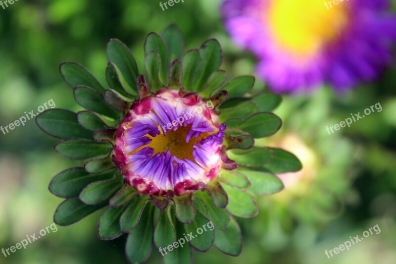 Astra Flowers Garden Nature Closeup