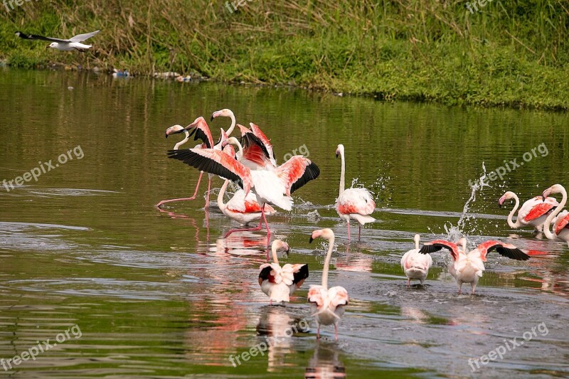 Birds Flamingo Wildlife Feather Flying