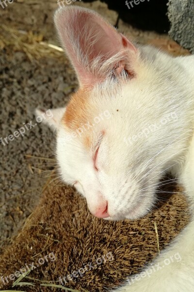 Cat Sleep Harmony Rest Kitten