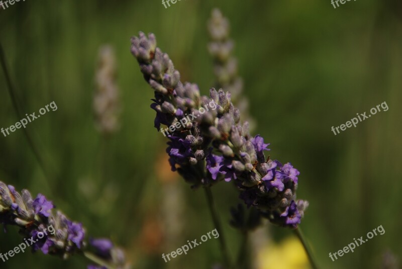 Lavender Flower Plant Purple Blossom