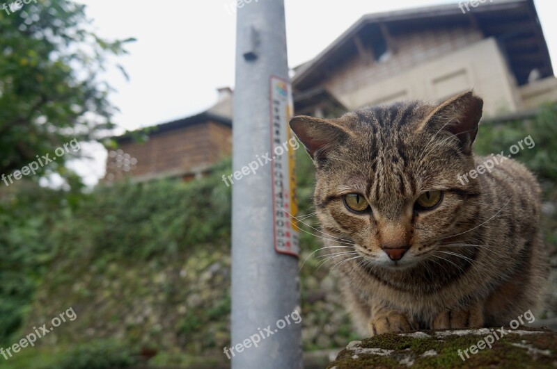 Cat Animal Street Cat Free Photos