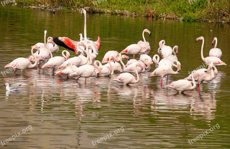 Nature Flamingo Bird Feather Wildlife