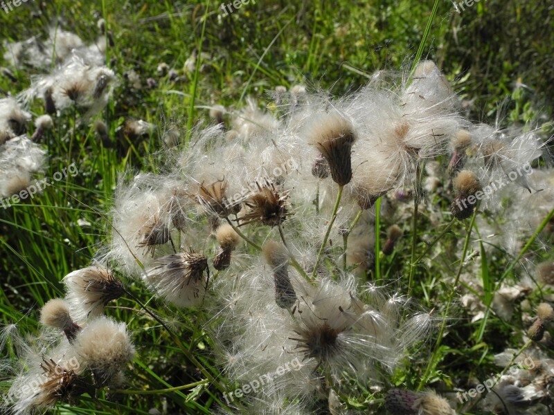 Milkweed Seeds Accumulation Macro Nature