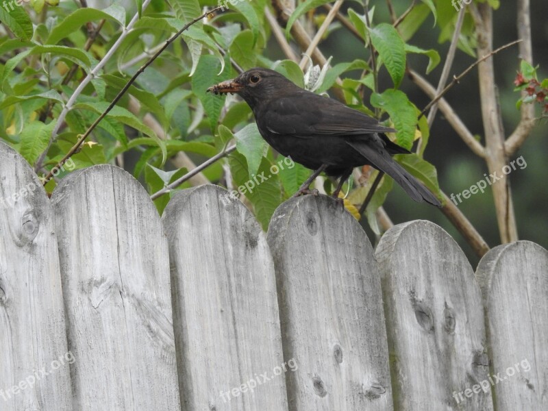 Bird Feeding Wildlife Nestling Season Fauna