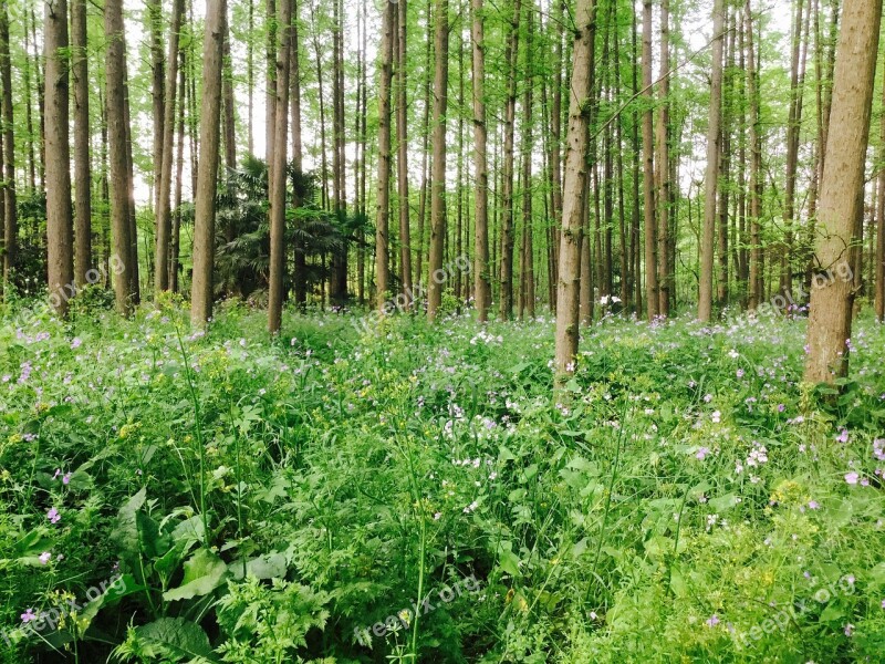 Shanghai Yangpu Total Green National Forest Park Free Photos