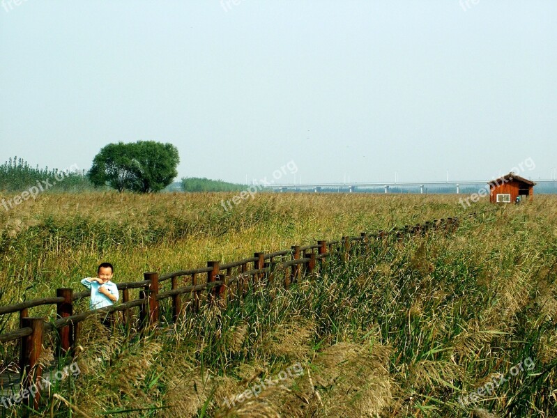 Chen Bridge Yellow River Wetlands Free Photos