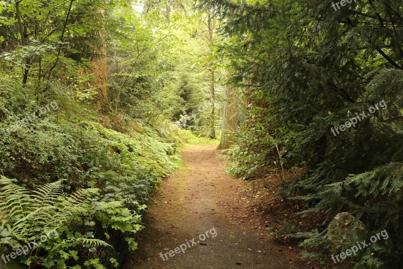 Path Way Light Trees Pathway