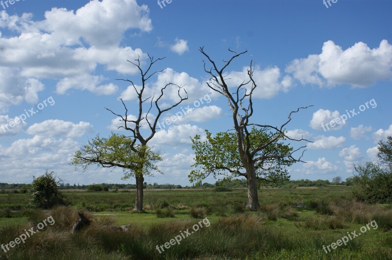 Trees Marshes Blue Sky Nature Marsh