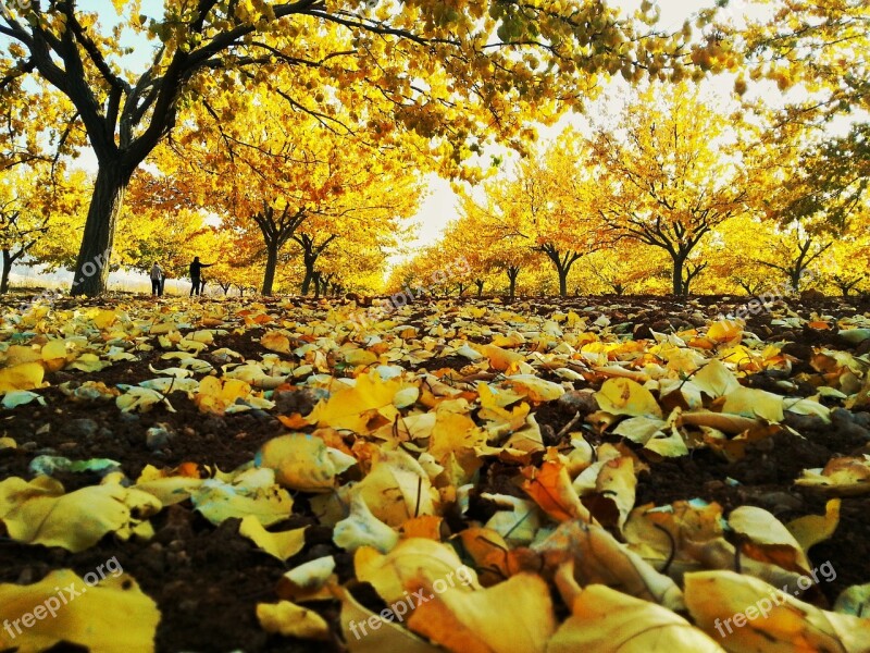 Autumn The Leaves Are Nature Dry Leaves Yellow