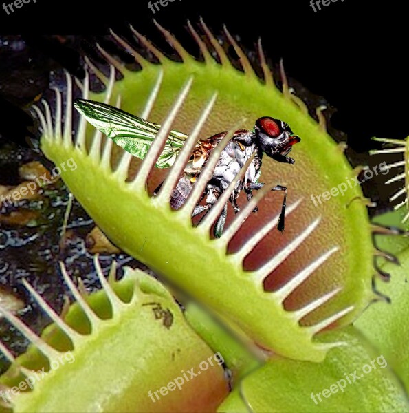 Venus Flytrap Trapped Fly Catch Insect