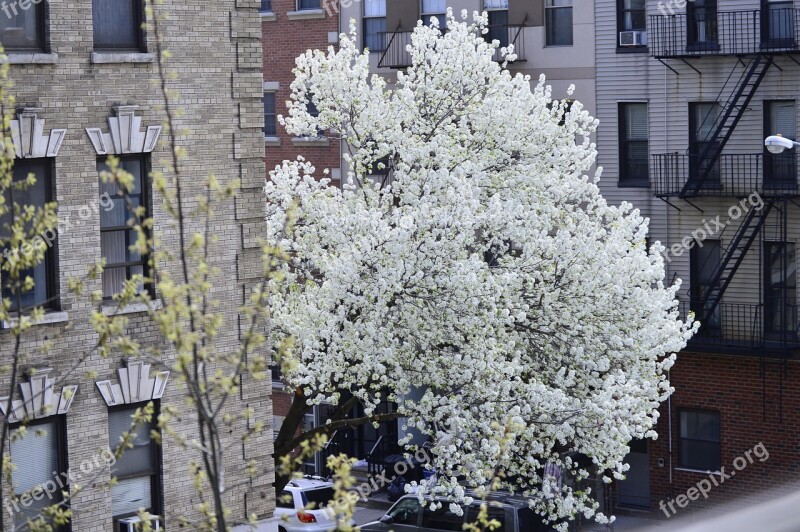 Bliss White Tree Petals Brooklyn