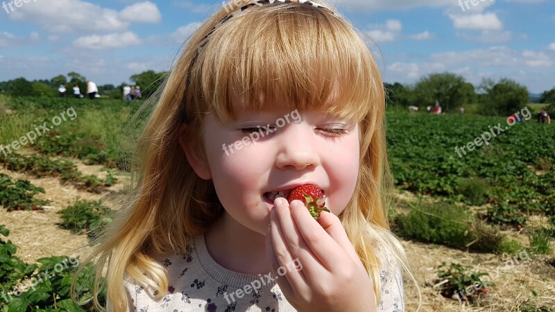 Strawberry Fields Picking Berry Farm