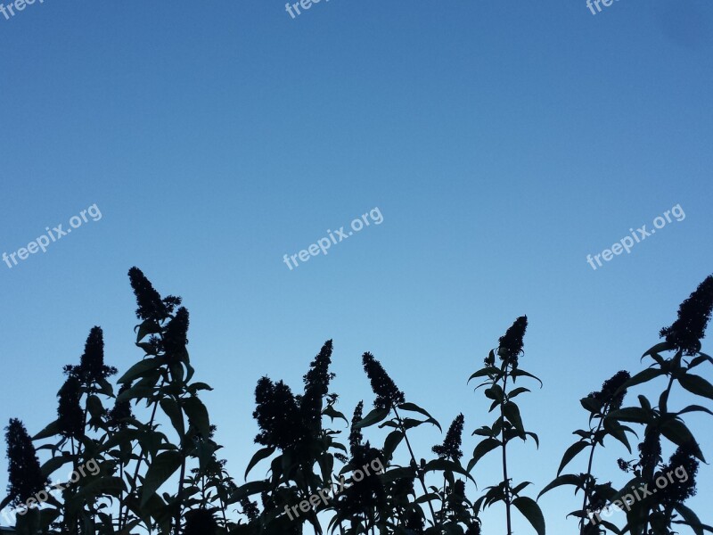 Plant Silhouette Sky Plants Stems