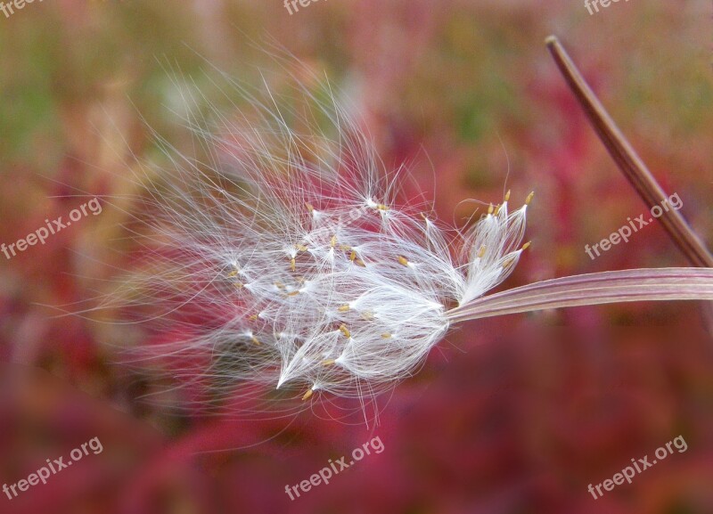 Fireweed Flower Seeds Pod The Parachutes