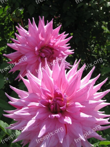 Raghavendra Pink Flowers Free Photos