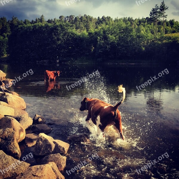 Cows Running W Cattle Animal